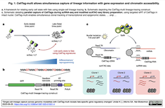 CellTag-multiを介して、単一細胞系譜に沿った遺伝子発現とクロマチン・アクセシビリティの同時追跡を実現
