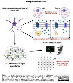 前頭側頭型認知症 (FTD) におけるニューロンとアストロサイトの機能不全