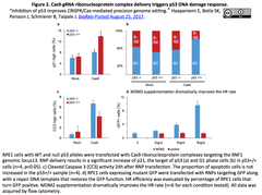 p53 DNA damage response 2