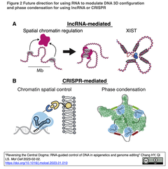 Reversing the Central Dogma 2