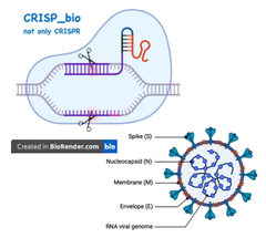 SARS-COV-2 RNAと宿主タンパク質のインタラクトームを捉えた