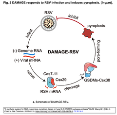 A synthetic system for RNA-responsive pyroptosis 2