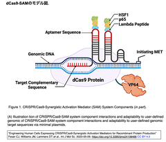 高密度CRISPRa「Partita」登場：1 TSSあたり10 sgRNAsでがんの依存性・薬剤耐性遺伝子の網羅的解析を実現