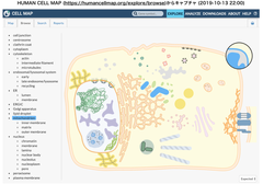 HUMAN CELL MAP