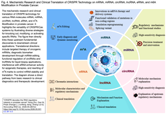 CRISPR decodes the RNA regulatory  Fig 4