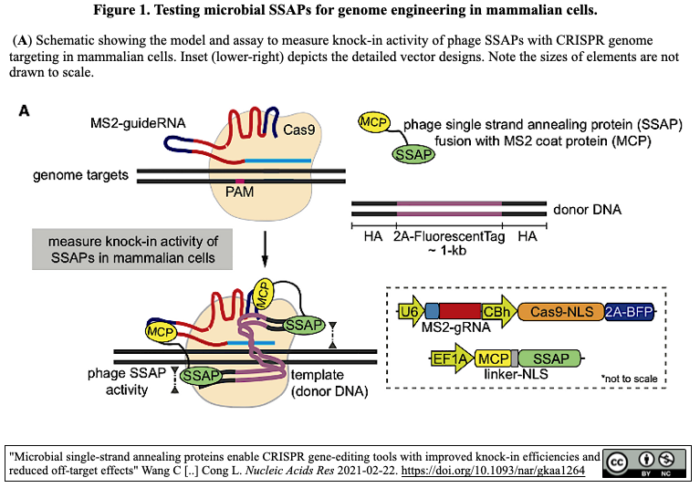 Cas9によるノックインの効率と精度向上を, 一本鎖アニーリング