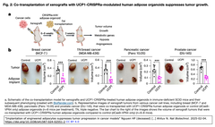 adipocytes 2