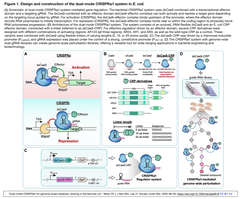 dual-mode CRISPRa:i Figure 1