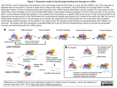 Cas12aとその変異体のエンドヌクレアーゼ活性をファージλ-DNAを対象として探った