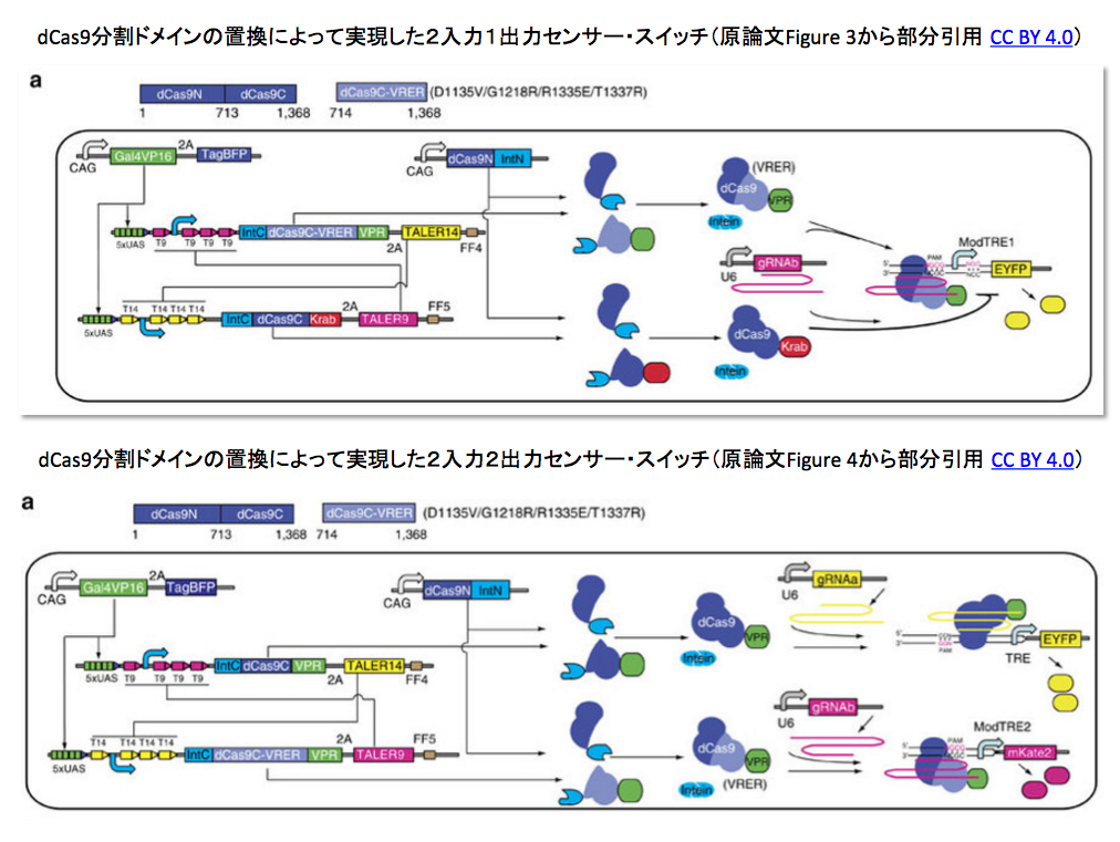 Crispr関連文献メモ 16 10 09 8件 Crisp Bio Crispr関連文献メモ 16 10 09 8件 Crisp Bio