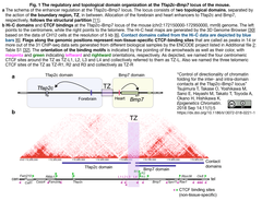 CTCF Fig. 1