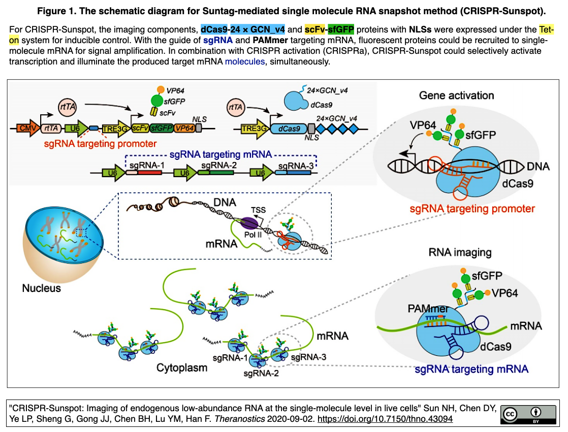 crispr sunspot 生細胞内の微量なrnaの検出と追跡を一分子分解能で実現 crisp bio