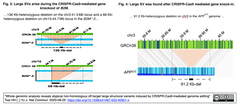 CRISPR-Cas9ゲノム編集はiPS細胞において、sgRNAと相同性が無い領域にも大きな染色体構造変異を誘導する
