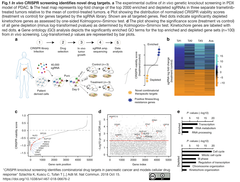 CRISPR KOスクリーンによる膵癌の併用療法開発と薬剤感受性予測
