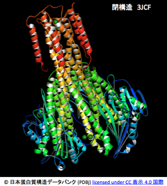 マグネシウムトランスポーターCorAのゲートは、その構造が非対称になることで開く