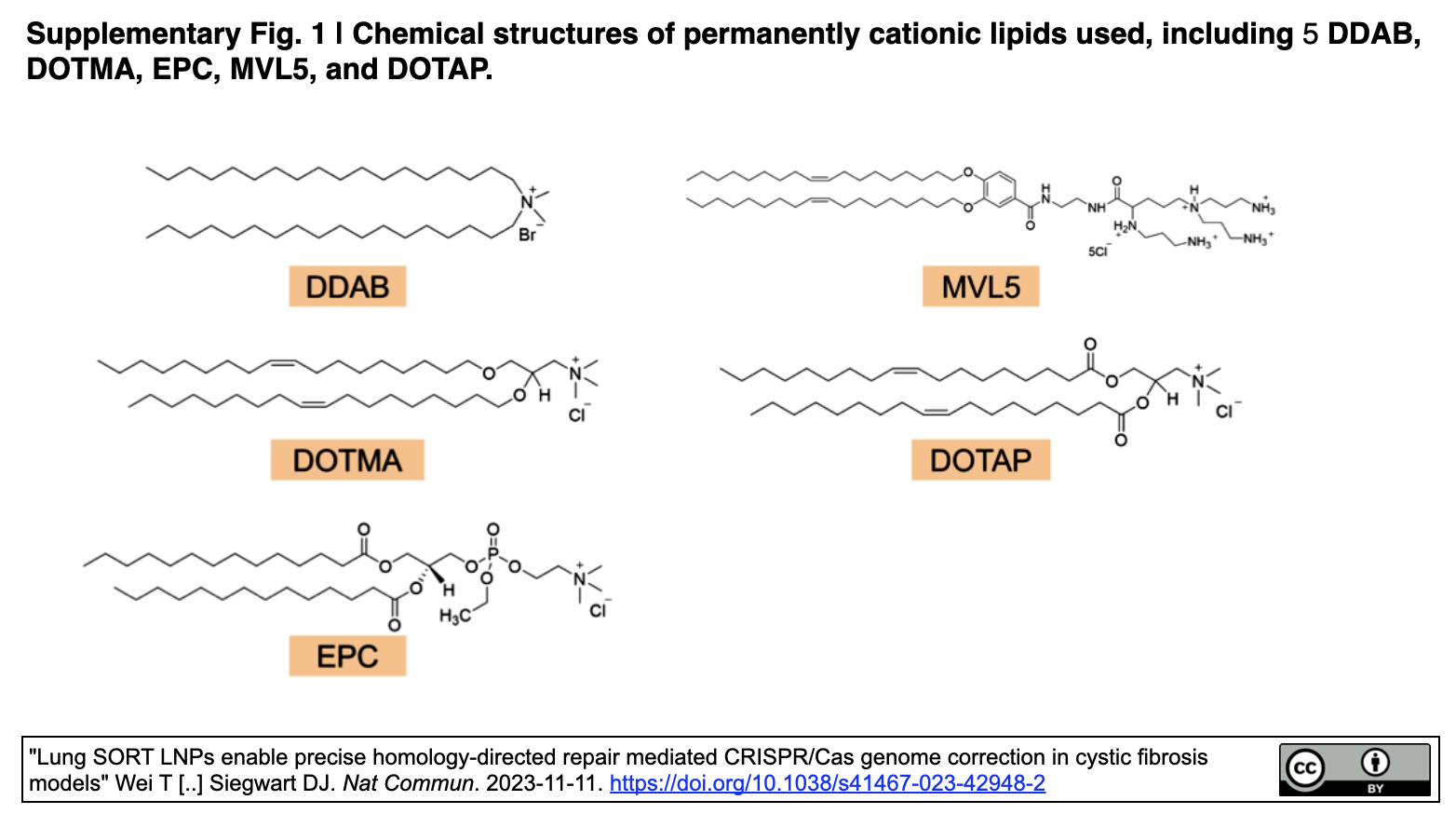 嚢胞性線維症：その正体、症状、治療法