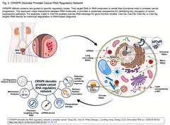 CRISPR decodes the RNA regulatory Fig. 2
