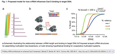 Cas12バイオセンサー強化のためのcrRNA構造のプロファイリング