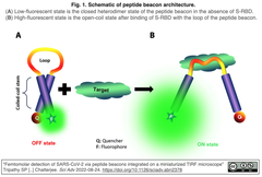 新型コロナウイルスのスパイクタンパク質を認識するペプチドビーコンをmini-TIRF顕微鏡に組み込み、フェムトモルの検出感度を実現