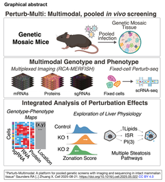 Perturb-Multi GA