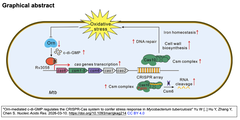 結核菌におけるCRISPR-Casシステムは, Cas10 HDドメインを介して ストレス応答に寄与する