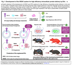 Engineering of extracellular vesicles 1-1