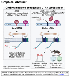 CRISPR-Cas9を用いたユートロフィン発現亢進によるデュシェンヌ型筋ジストロフィーの改善