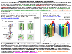 カルシウム依存性塩素イオンチャネルTMEM16Aの高分解能クライオ電顕構造から明らかになった活性化機構