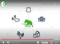 CRISPR技術による次世代診断ツール開発：「展望」とMammoth Biosciencesの登場