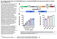  λ-Red/CRISPR-Cas9をベースとする単一プラスミドプラットフォームによるクレブシエラ・ニューモニエのゲノム編集効率化