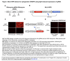 Light-induced expression of gRNA Fig.1