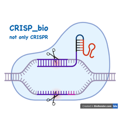 CRISPRaスクリーンを介して，マウスにて転移性肺腫瘍の定着を亢進する新たな膜タンパク質を同定