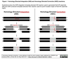 CRISPR-Cas12aが触媒する点変異修復の新たな経路Homology Directed Correction (HDC)