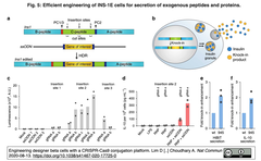 [20240229更新] インスリンと共にIL10を分泌するβ細胞 - Cas9による新たなssODNノックイン法により作出