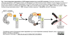 タンパク質の可視化に加えて条件付きノックダウンも可能にする抗-GFPナノボディー