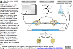 CRISPR-FRT 1