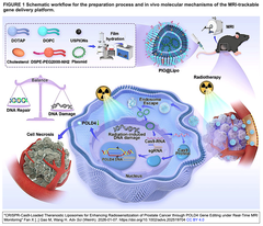 リアルタイムMRIモニタリング下でのPOLD4遺伝子編集による前立腺癌の放射線感受性増強のためのCRISPR-Cas9搭載セラノスティック・リポソーム