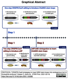 20210401更新] ショウジョウバエ胚における新生転写過程を可視化する法