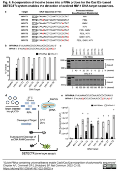 ガイドRNAにユニバーサル塩基を導入することで，Cas9またはCas12aによる多型配列の同時編集を実現