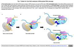 コンパクトなCRISPR-Cas13ヌクレアーゼCas13bt3のアロステリック活性化の構造基盤