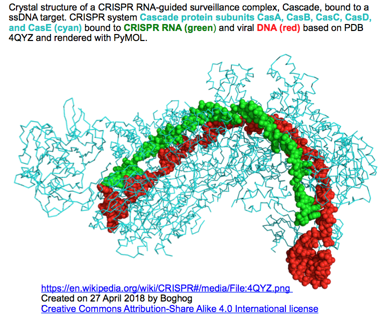 crisp_bio
	  CRISPRメモ_2018/06/09 (Cascade/R-loop/Cas3の構造; スタートアップの新しい波; 倫理・規制の議論)
	コメント