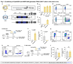[20260327更新] 生体内CAR-T細胞調製を実現し, 固形癌の治療にも成功 - ヒト化マウスモデルにて