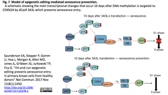 Hit-and-run epigenetic editing 2