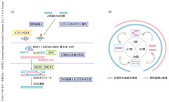 Komatsu-Molecular-Cell-11.3.3-Fig.1