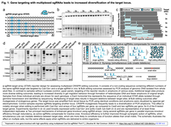 Improved in vivo gene knockout