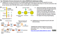 chromosome elimination 4