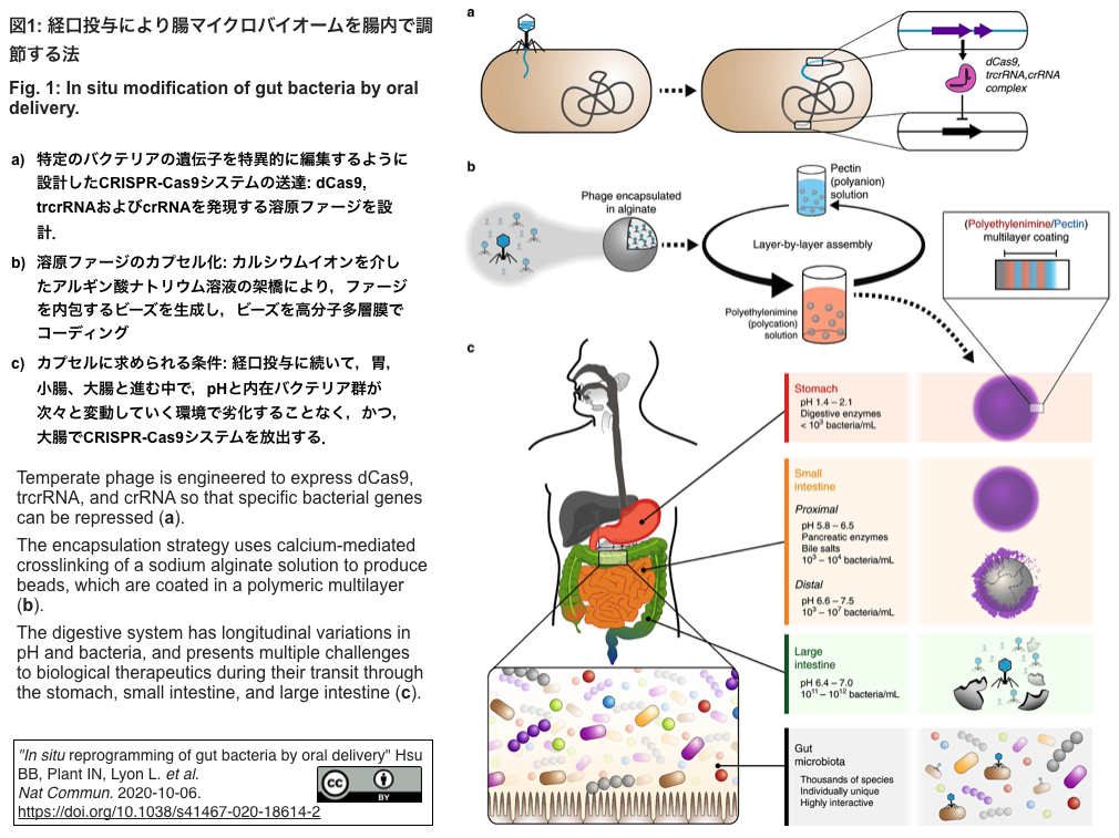 crisp_bio
ファージを介したCRISPR-Cas9システムの経口投与法を開発し,腸マイクロバイオームの編集を実現
コメント