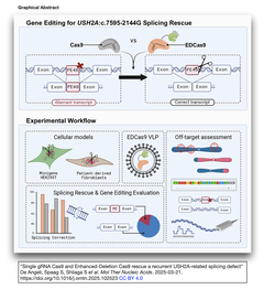 転写産物のミススプライシングを単一のgRNAと強化型Cas9でレスキュー