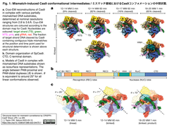 SperFi-Cas9