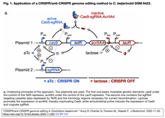遺伝子操作が困難な細菌のCRISPR-Cas9ゲノム編集を, 抗CRISPRタンパク質によるCas9活性制御により実現